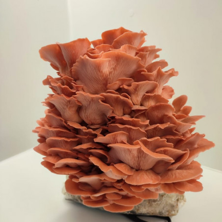 kit cultivo Pleurotus  Djamor ComoZeta