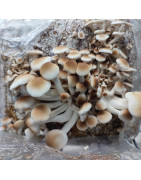 cultivo psilocybes. kit cultivo setas alucinogenas.  setas psilocybes. setas magicas.